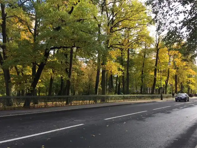 风中摇曳着渐黄的行道树