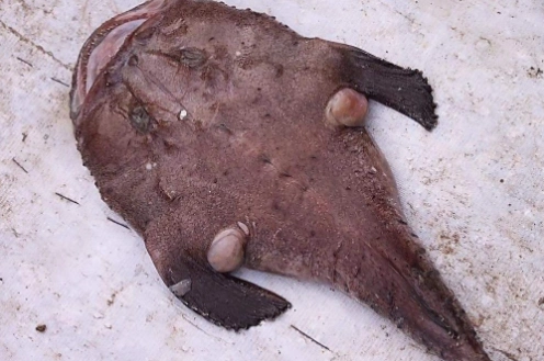 海鱼种类 海鱼种类大全图片_中蜂网