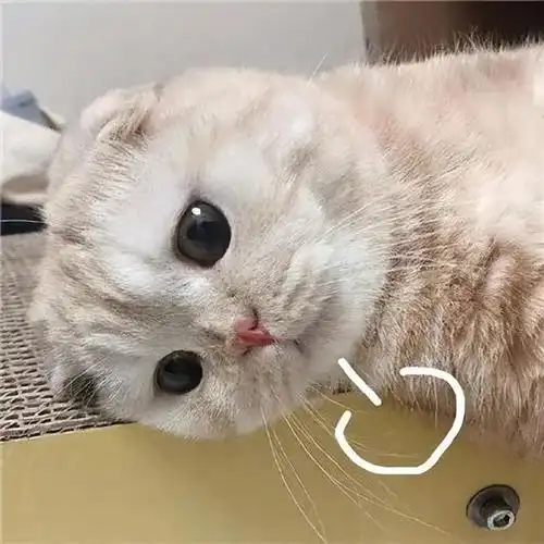 无奈的表情图片可爱,很无奈的表情图片带字