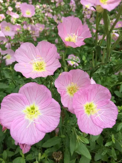 这种粉红色小花,四个花瓣,花蕊呈十字状,叫什么名字呢?
