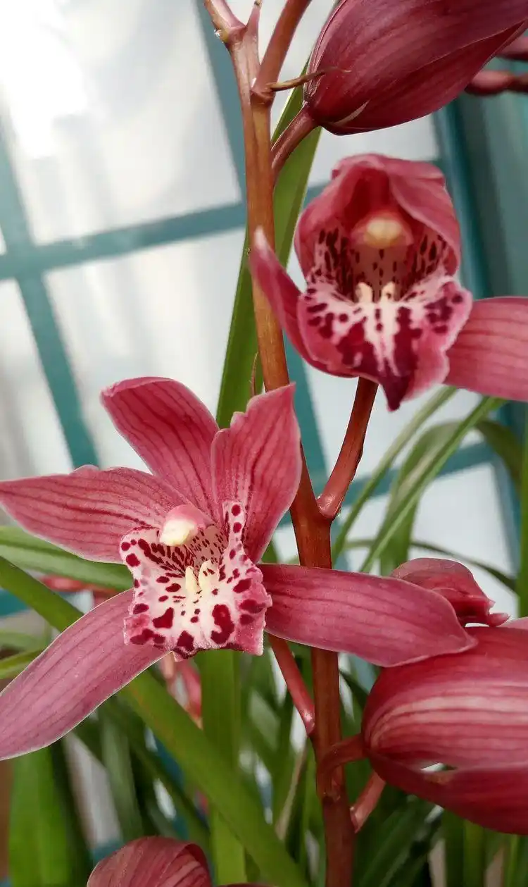 新品兰花"红满天",花色鲜红不输牡丹,香味扑鼻,观赏性极高|红满天