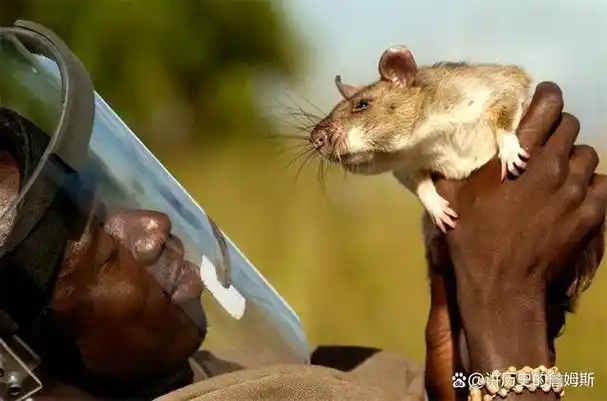 脚踩120万枚地雷清理最少要4000年非洲人用笨办法搞定