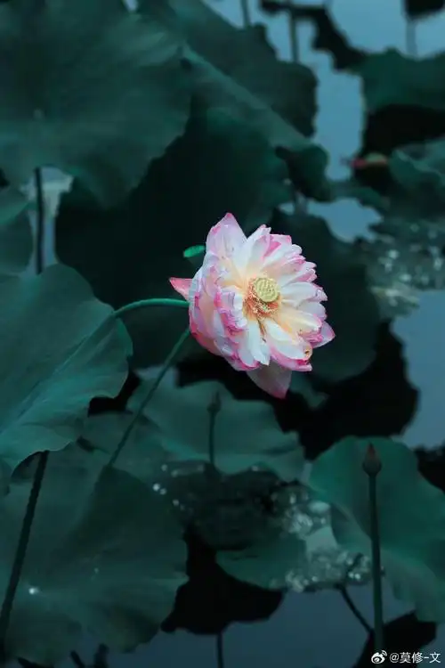 壁纸 花 桌面 690_1035 竖版 竖屏 手机