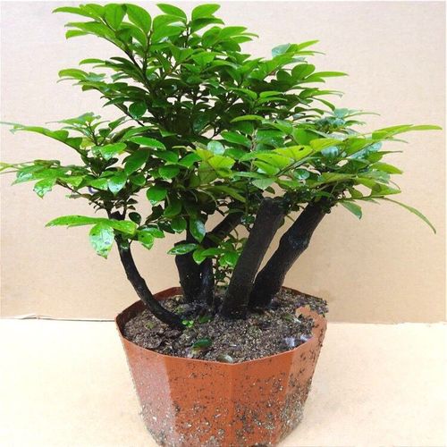 小叶紫檀树苗紫檀盆景四季常青植物观叶花卉盆栽四季好养盆景