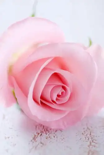 留白,白色背景,美景,盛开,景观,花蕾,花,花瓣,花朵,鲜花,一朵,粉色