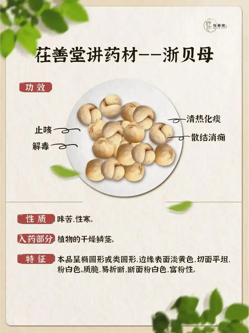 每天认识一味中草药|浙贝母91 浙贝母主产于江苏(南部),浙江(北部)