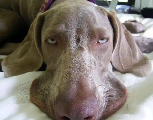 宿醉喝高,生无可恋的搞笑动物,像不像新年第一天开工的你?