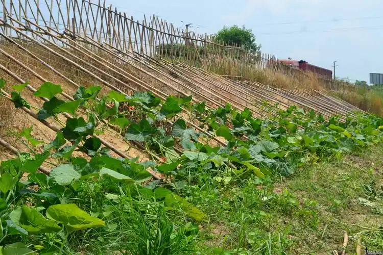 [随拍] 美绿生态农场实拍图