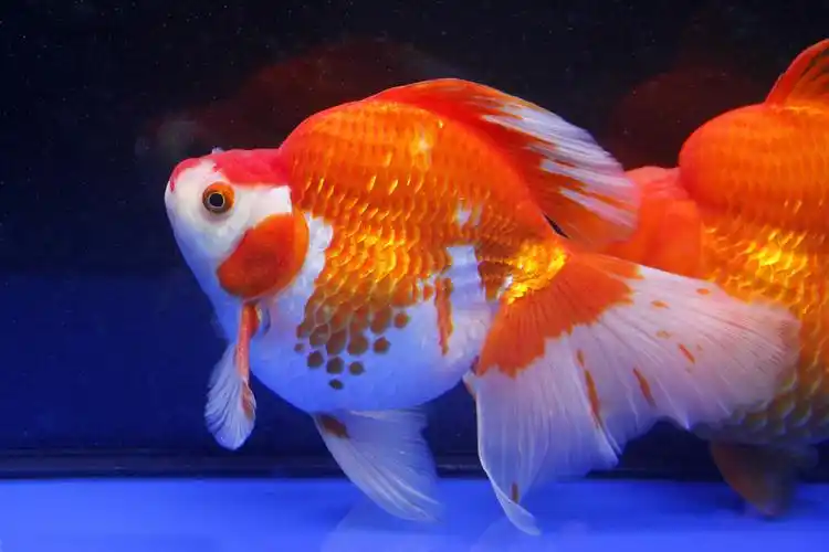 金鱼的饲养技巧