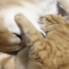 240_240gif 动态图 动图