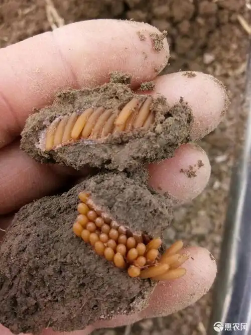 东亚飞蝗 蚂蚱卵