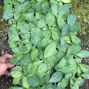 洋桔梗小苗9个不同色 种子苗重瓣多年生进口四季室内外绿色鲜花