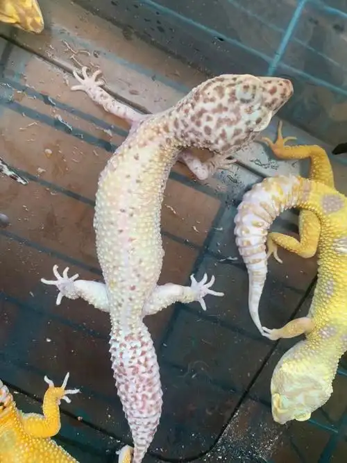 出一批成体豹纹守宫,全部低价,种群调整了,活动出,喜欢的宝子快来