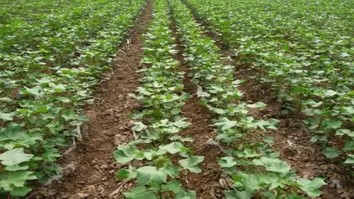 种植棉花时,农户们就要多多关注苗期,合理的运用比较好的技术