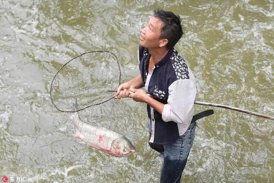 关注摄影师微博 分享到微博 4 / 8 市民手持自制的渔网等工具进行捕鱼