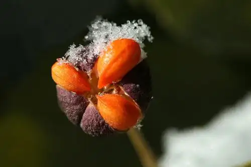 雪后的冬青卫矛