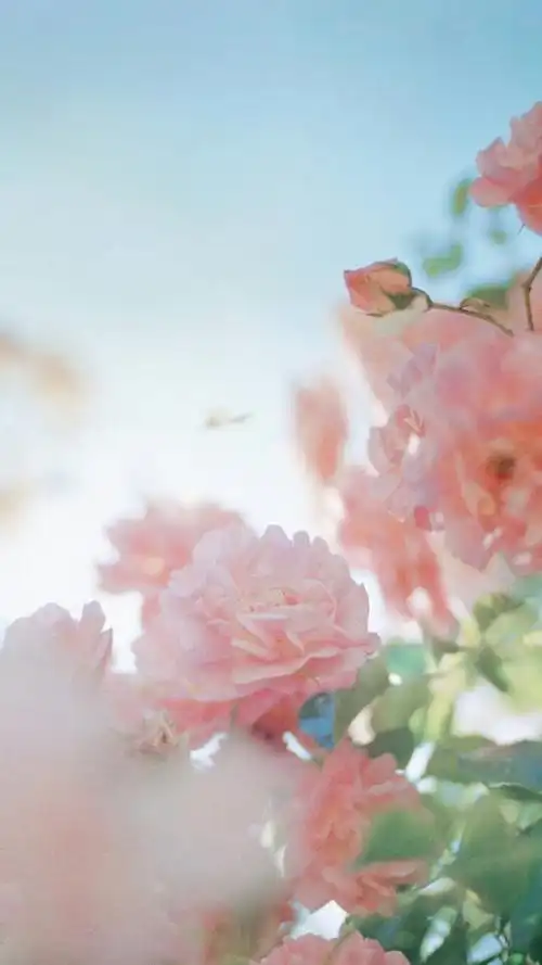 高清壁纸 蔷薇花