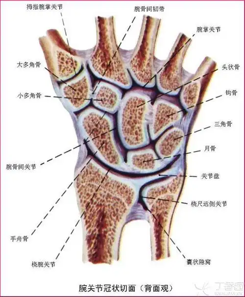 近排腕骨有4块:舟骨,月骨,三角骨和豌豆骨,和前臂的尺骨和桡骨连接.