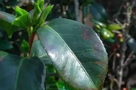 茶花新叶子死了怎么处理