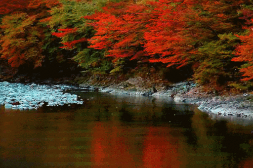 650_432gif 动态图 动图