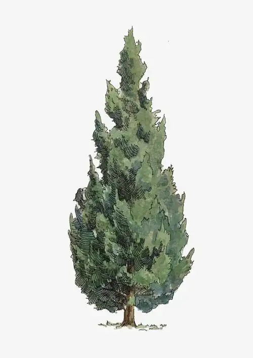 松树手绘免抠素材