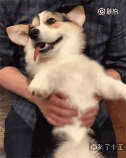 揉肚肚的小柯基,这开心的小表情也太萌了吧!