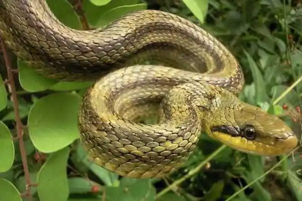 双斑锦蛇无毒蛇性格温顺不粗暴对待无危险