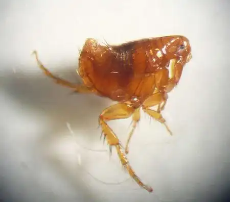 跳蚤是什么样子的