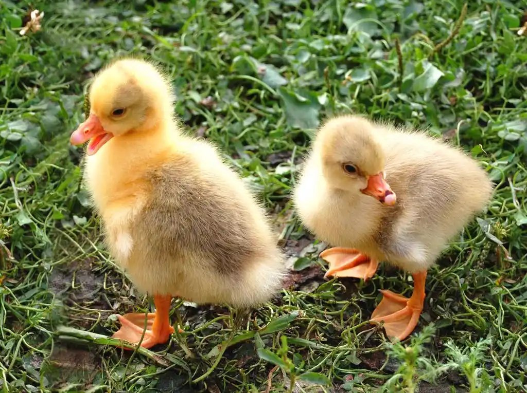 黄色小鸭,在草地上两个可爱黄色小鸭