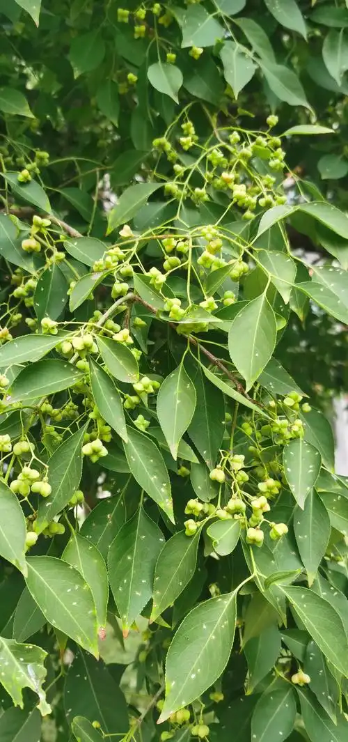 冬青卫矛让胡路区