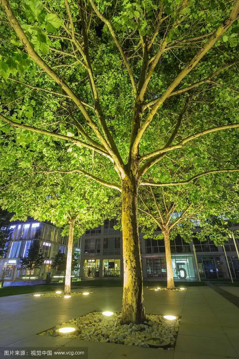 夜晚被灯光照亮的树