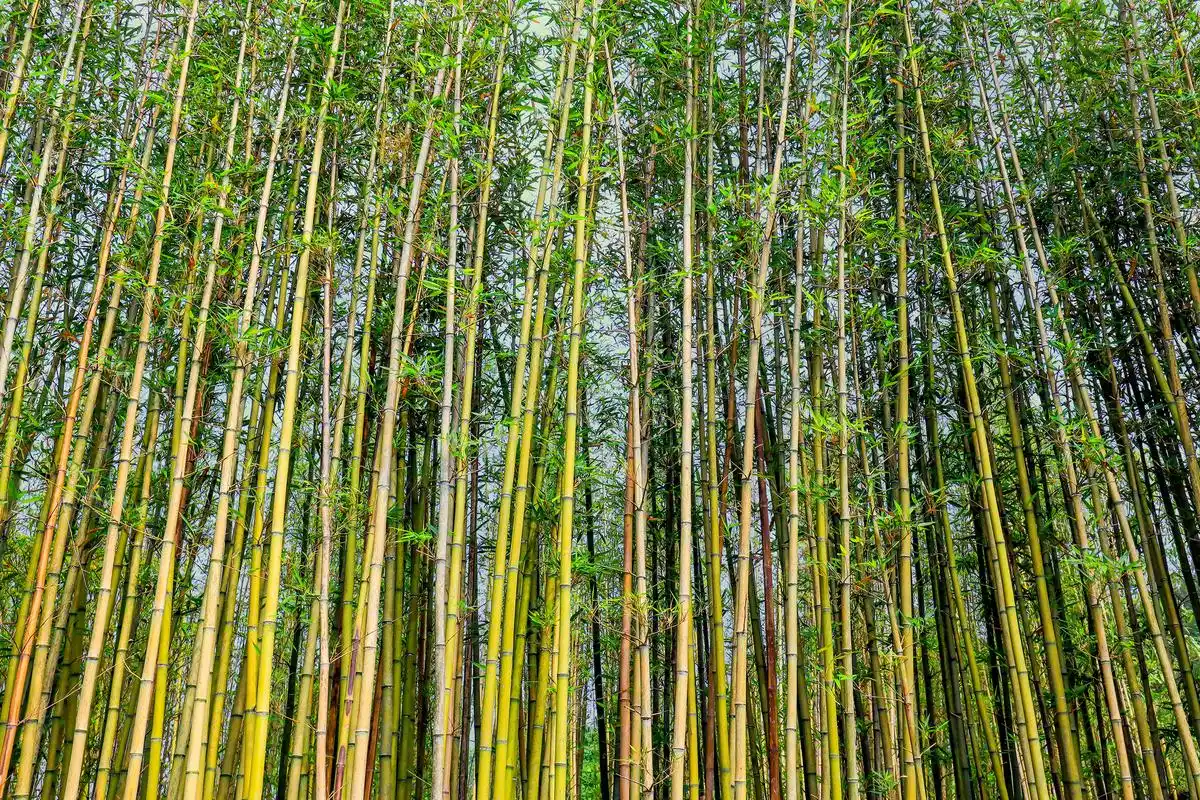 心理测试:哪片竹林的风景更美?测你4月底会有什么好事降临