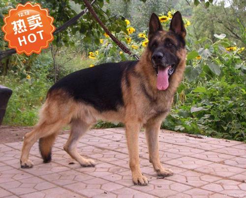 狼狗装饰画 狗狗凶猛动物贴画壁纸 写真照片支持订做 大幅海报