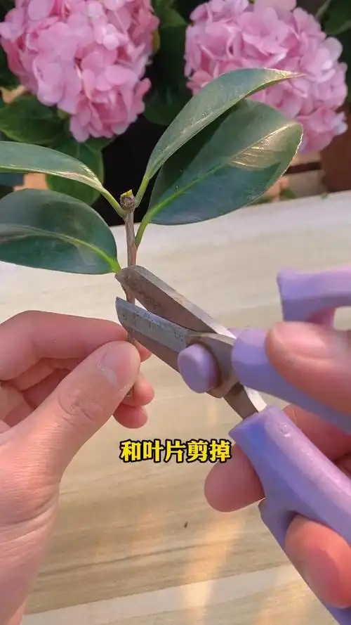 茶花水培扦插既操作简单又能快速生根