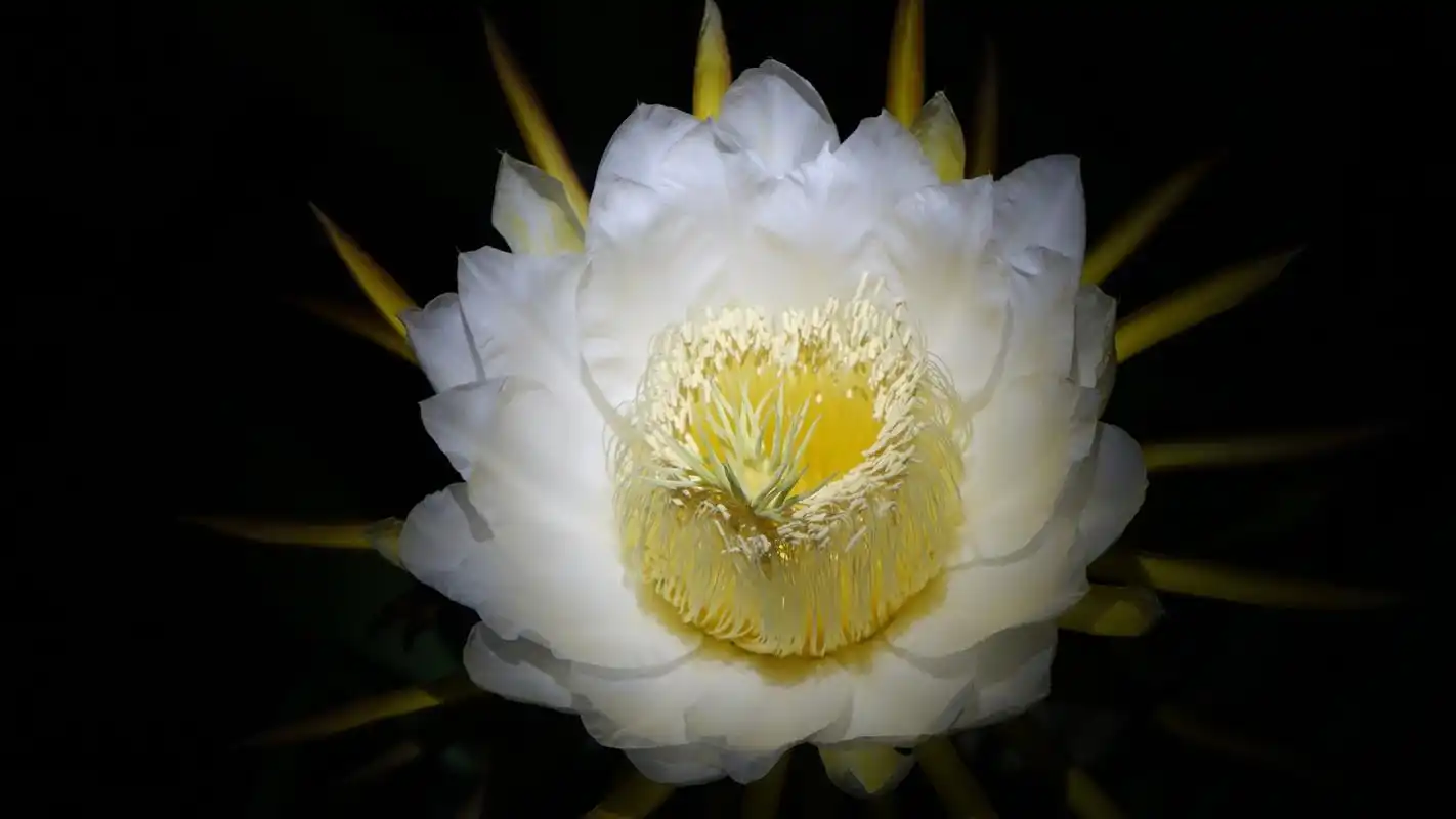 故有"昙花一现"之