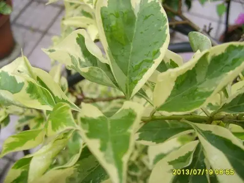 三角梅的花叶子 - fdycq - 费家村----老费的三角梅花园