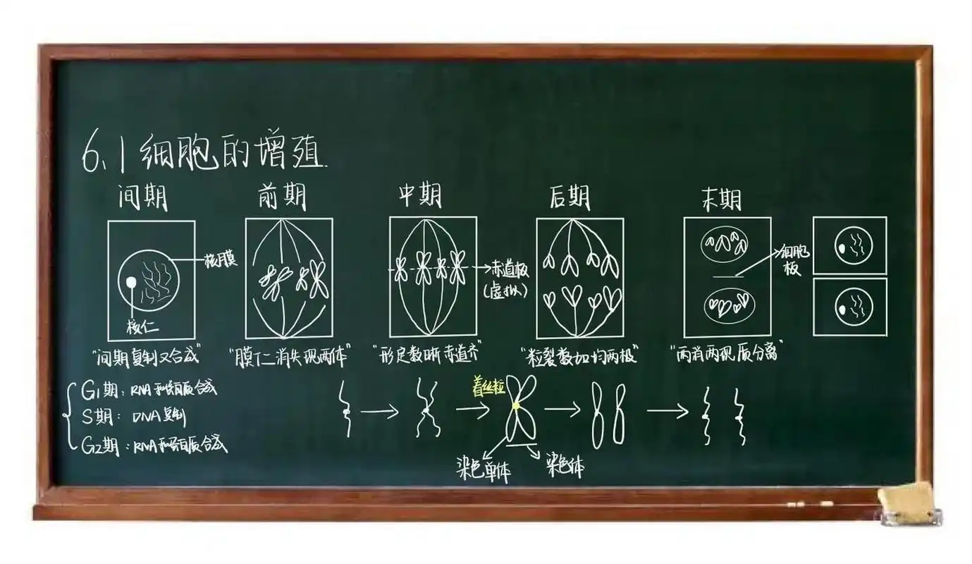 生物板书|有丝分裂 挑战高一最晚放假91 细胞周期需要注意7215