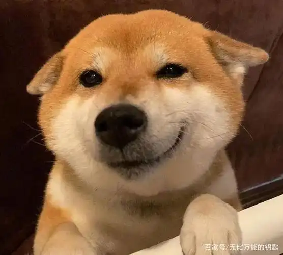 高萌,柴犬表情包,动物王国的治愈小天使