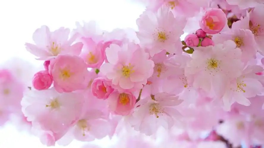 日本盛开的樱花高清桌面壁纸 _ 图片网