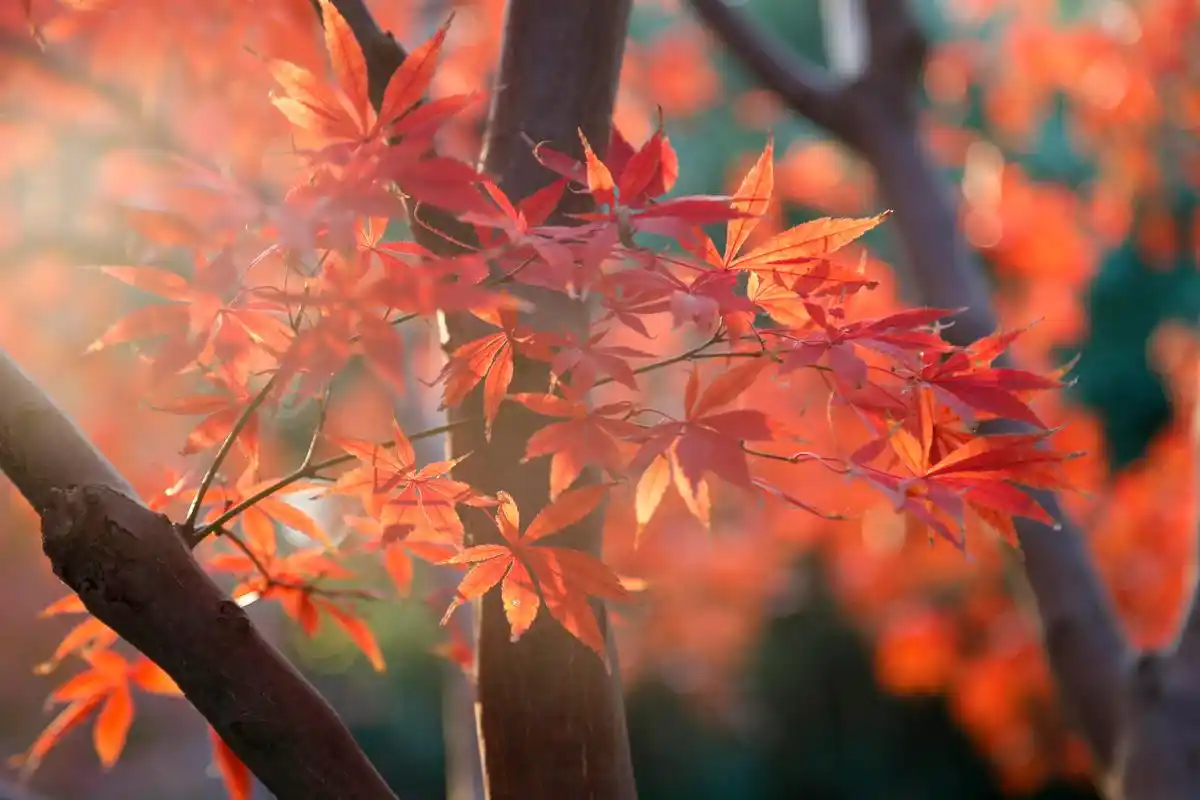 秋天,黄浦区的这个公园枫叶美如画