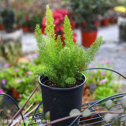 狐尾天门冬盆栽苗武竹丝药材四季常青绿植庭院观赏植物 狐尾天门冬 1