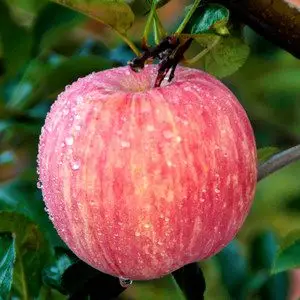 正宗栖霞苹果图片