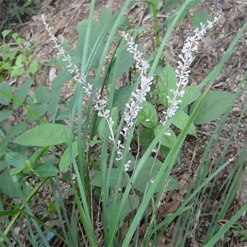 四川细叶麦冬种植基地麦冬地道药材批发基地