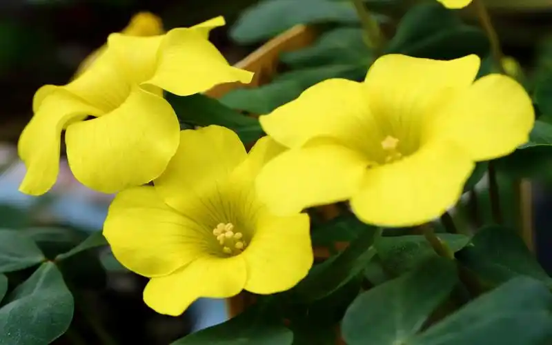 绿色护眼花卉植物高清图片桌面壁纸高清大图预览1920×1200_植物壁纸