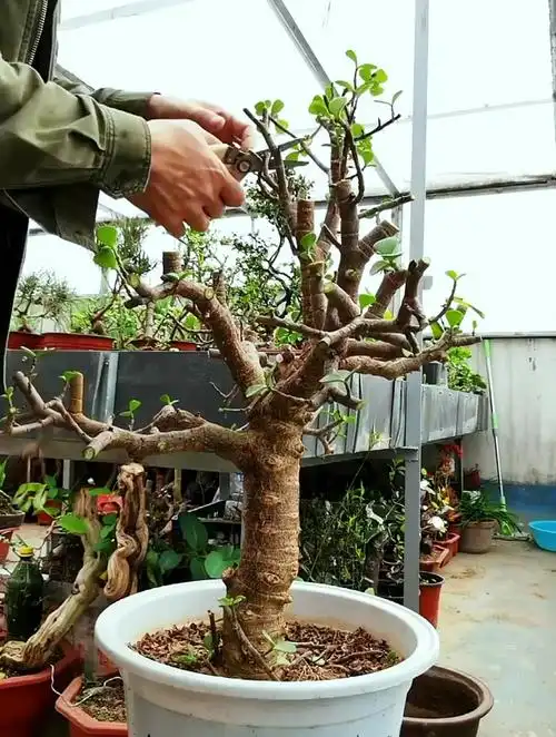 今天终于对这棵金枝玉叶的老桩下手了,看看修剪修剪怎么样