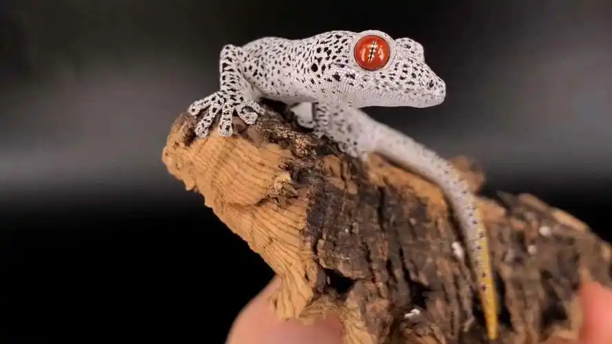 南部金尾守宫 血红眼 金尾无刺