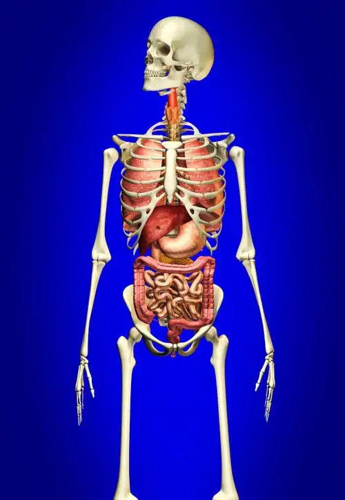 人类消化系统插图