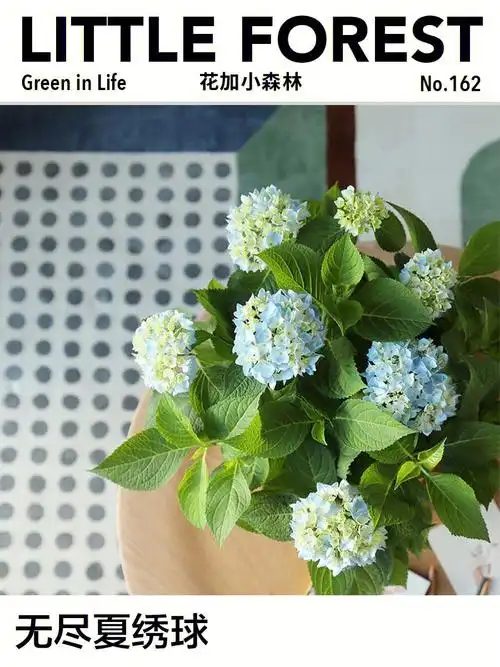 无尽夏绣球夏日里自带清凉感的梦幻绿植