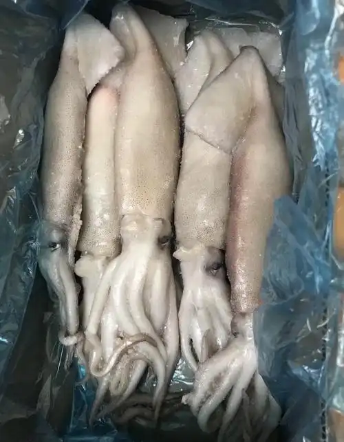 冷冻鱿鱼 整条鱿鱼