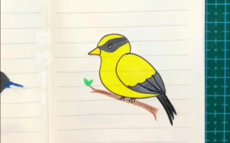 每日一画(113)简笔画黄鹂